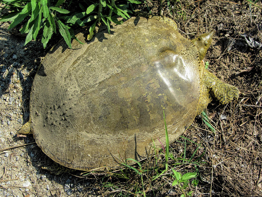 Florida Soft Shell Turtle  - Apalone ferox Photograph by Kathy Clark
