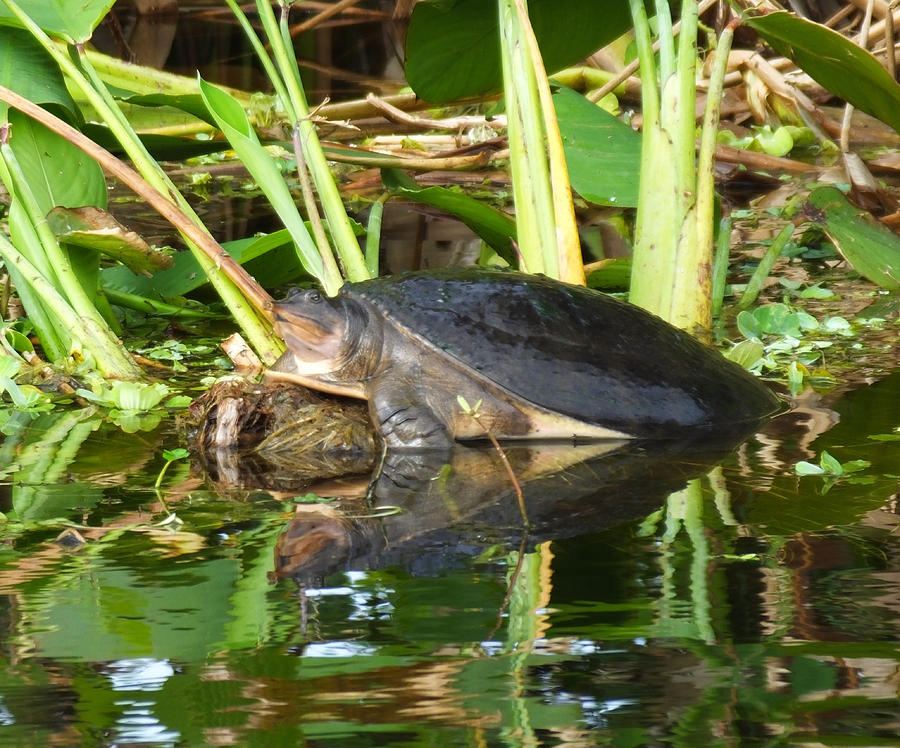 Florida Softshell Turtle (Apalone ferox) Photograph by Passion4nature