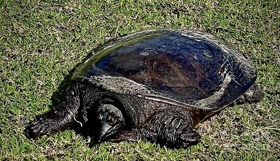 Florida Softshell Turtle Photograph by Cornelia DeDona