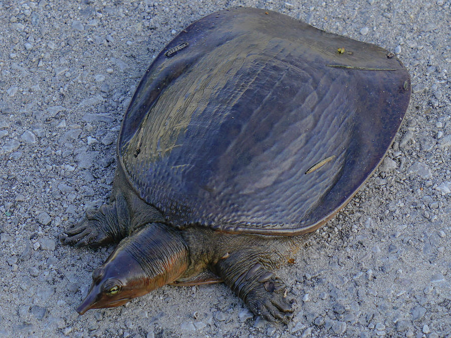 Florida Softshell Turtle Photograph By Valentina Lewis 