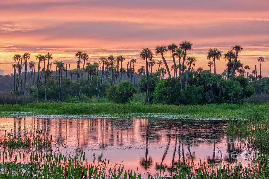 Florida Splendor  Photograph by Brian Kamprath