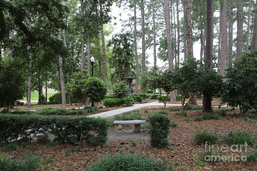 Florida State Campus Park with Statue Photograph by Carol Groenen