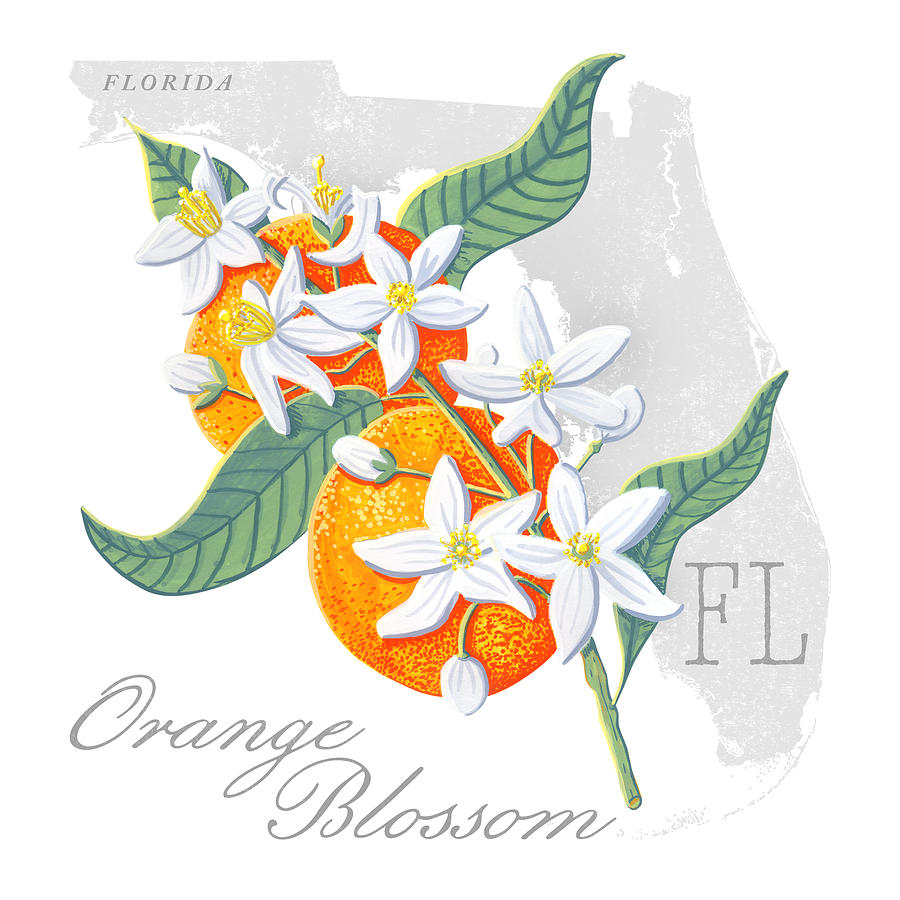 Florida State Flower Orange Blossom Art by Jen Montgomery Painting by Jen Montgomery