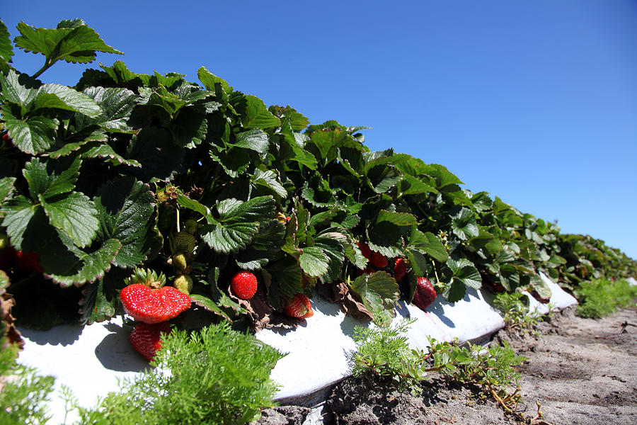 Florida Strawberries Photograph by Doug Schneider Photography