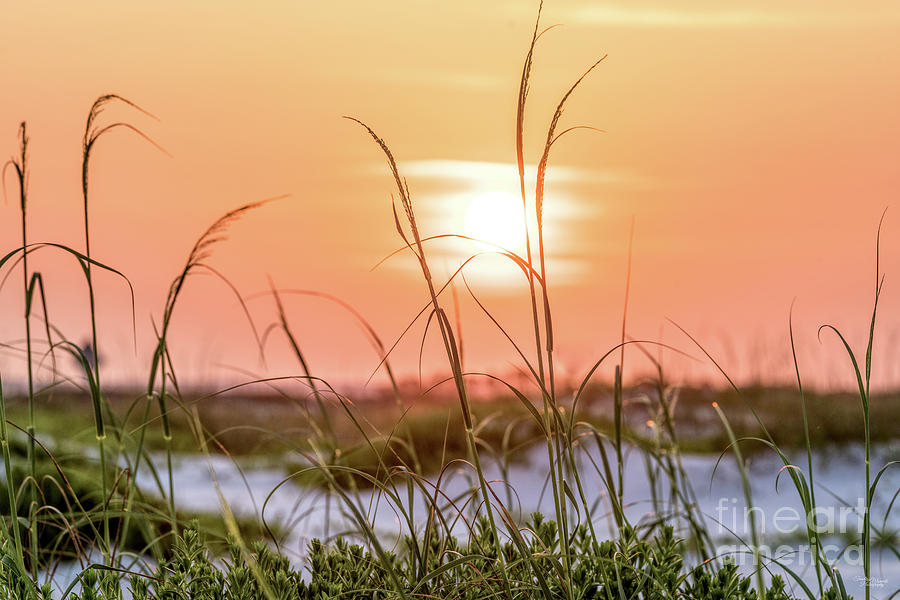 Florida Sunrise Sea Oats Photograph by Jennifer White