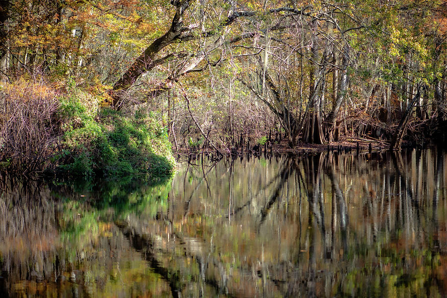 Florida Swamp Reflections 2 Photograph by Debra Kewley