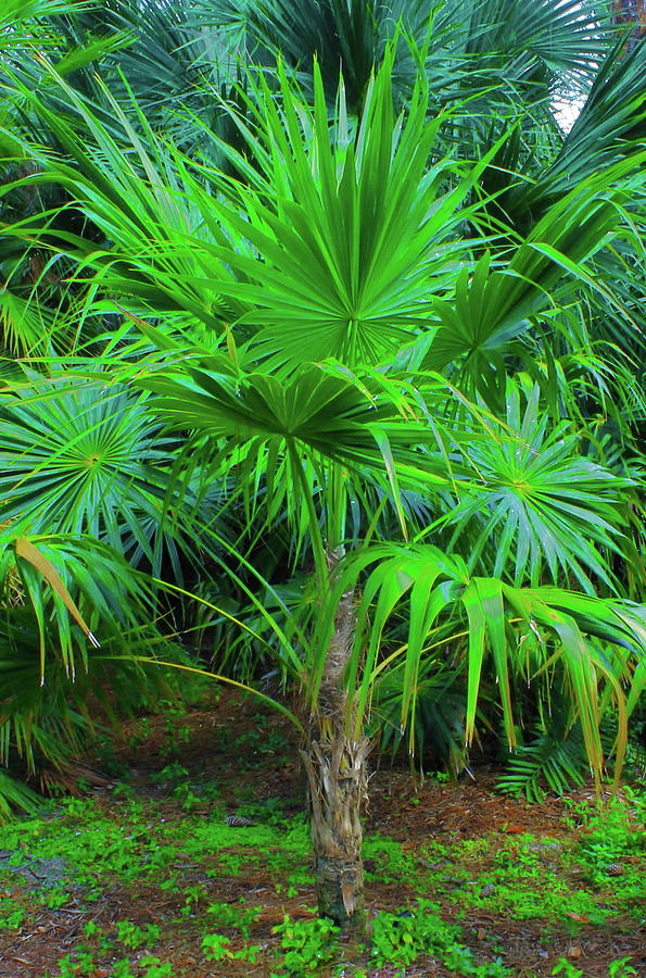 Florida Thatch Palm Photograph by Christopher J Kirby