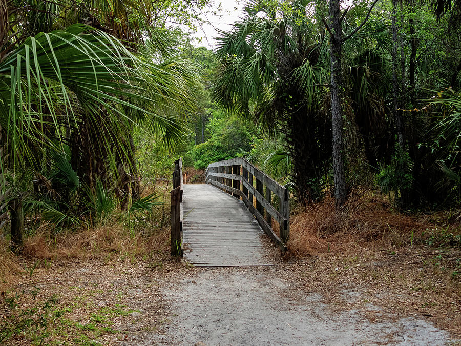Florida Trail Photograph