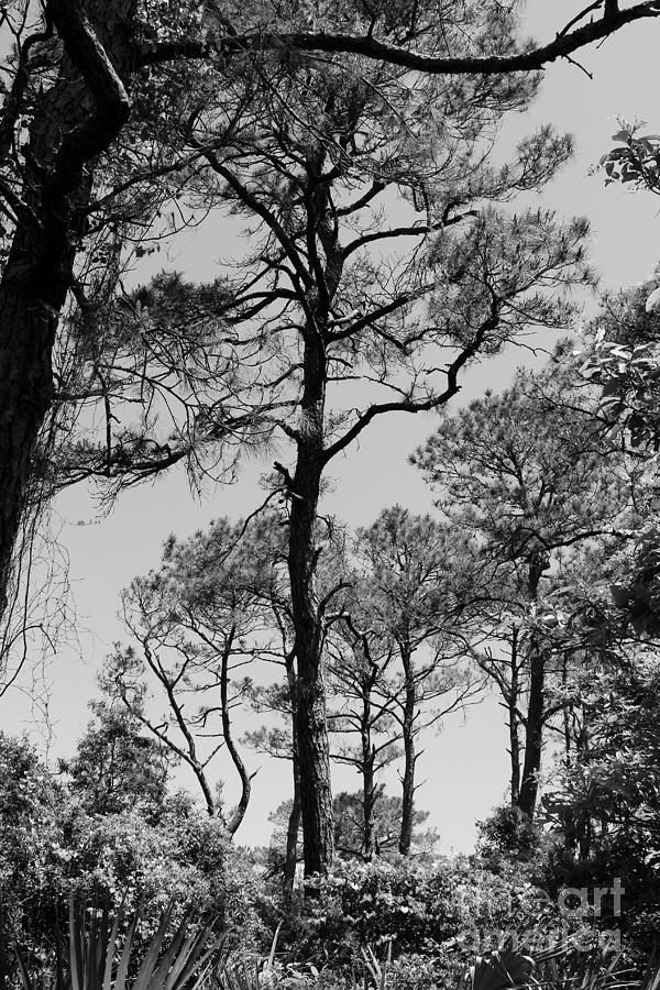 Florida Trees Photograph by Mesa Teresita