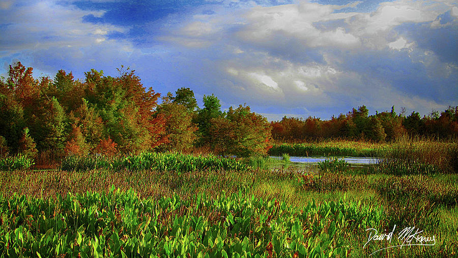 Florida Wetlands 1 Photograph by David McKinney