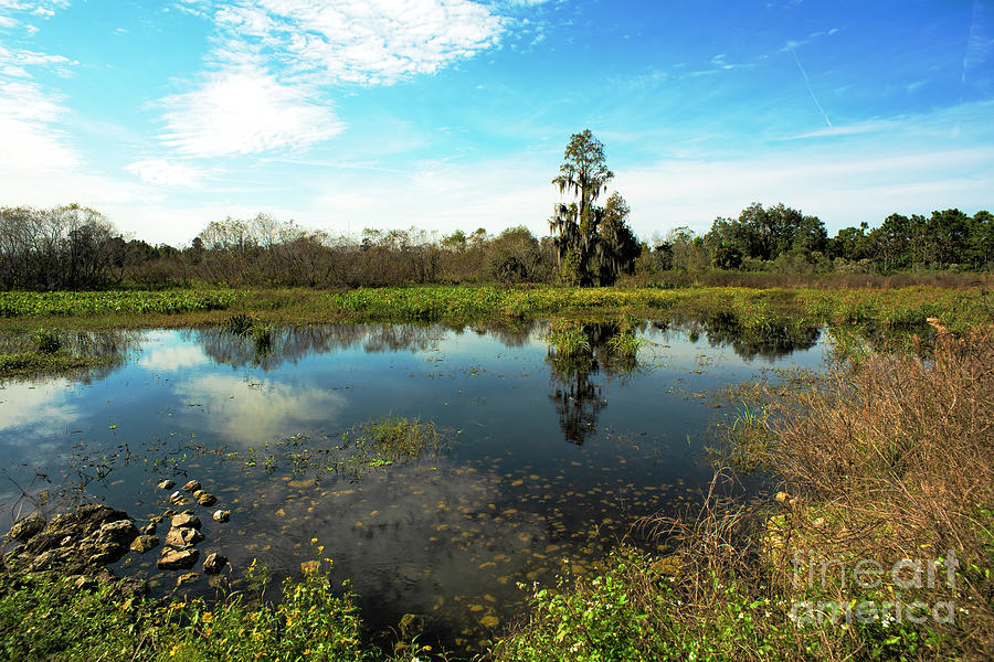 Florida Wetlands 5 Photograph by Felix Lai