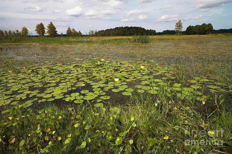 Florida Wetlands Photograph - Florida Wetlands 6 by Felix Lai Florida Wetlands Photograph - Florida Wetlands 6 by Felix Lai