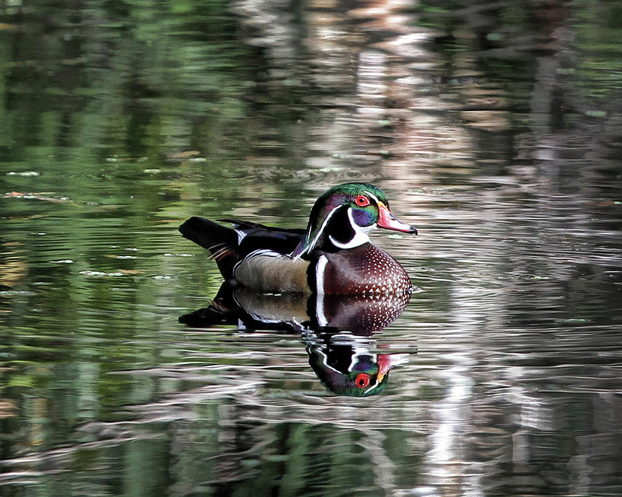 Florida Wood Duck Photograph by Sissy Schneiderman