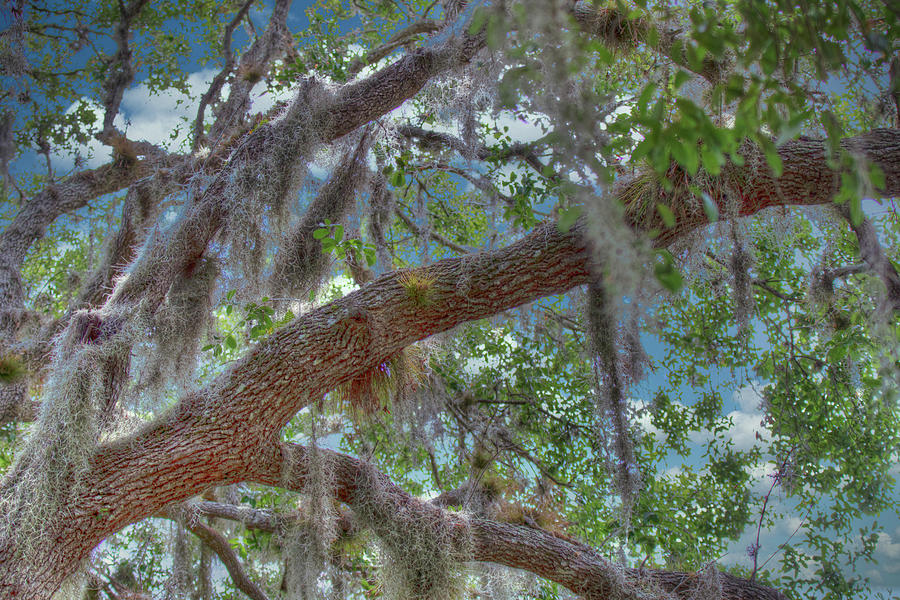 Florida Woods Photograph by Richard Goldman