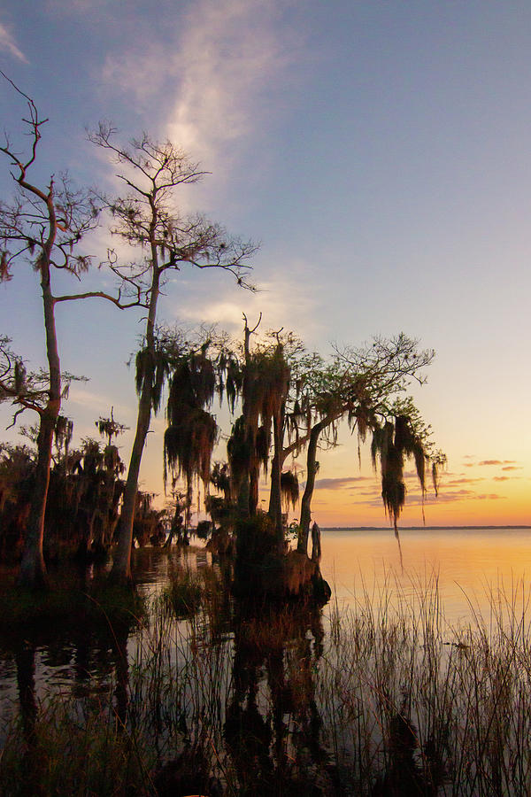 Floridas Cypress Trees Photograph by Dorothy Cunningham