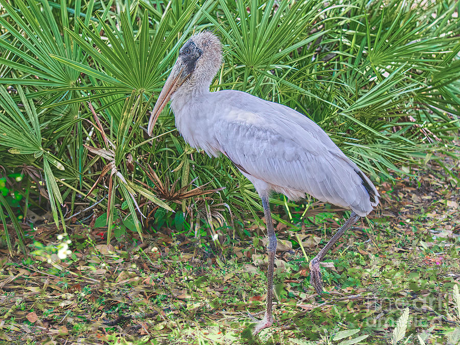 Floridas Wading Bird Photograph by Judy Kay