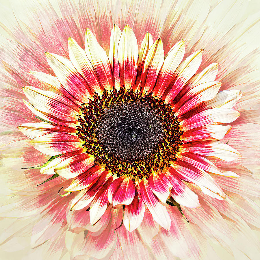 Sunflower Photograph - Floristan Sunflower Explosion by Marcia Colelli