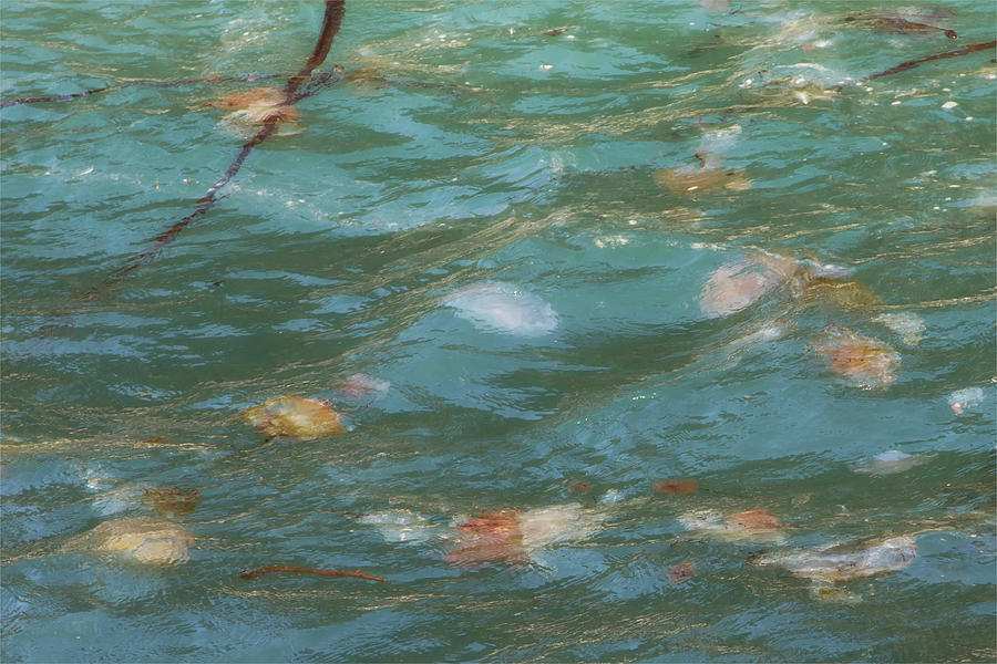 Flotilla of Jellyfish Driven by the Tide Photograph by Kathleen Bishop
