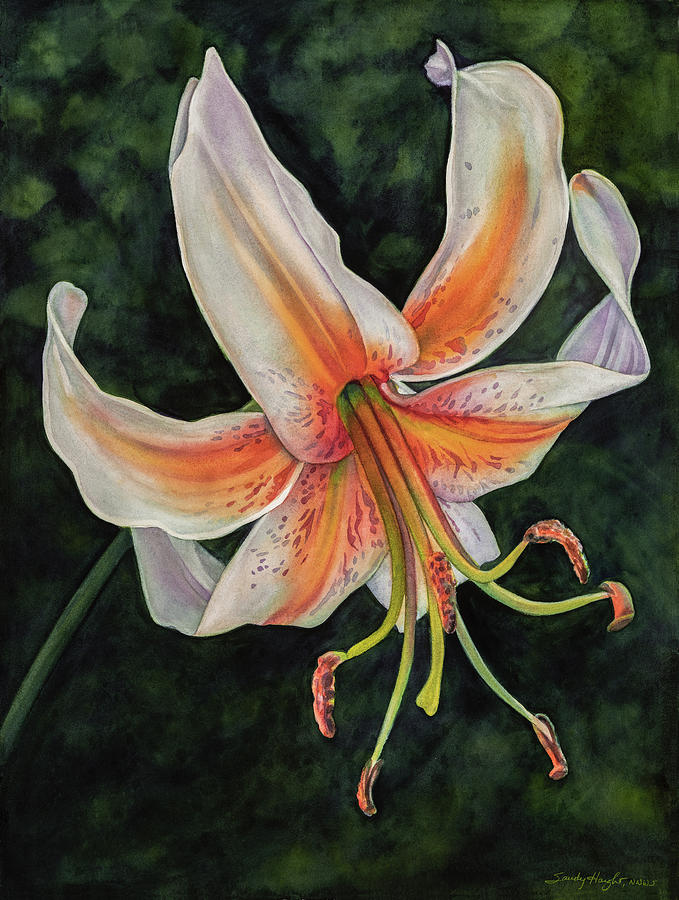 Lily Painting - Flounce by Sandy Haight