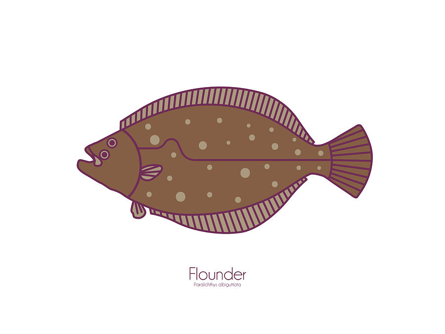 Flounder Digital Art by Kevin Putman