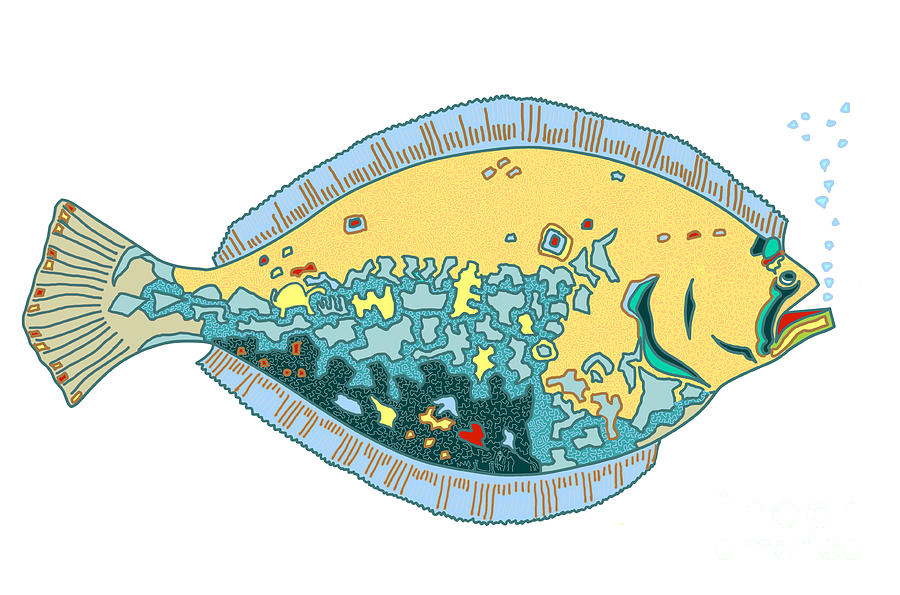 Flounder Drawing by Robert Yaeger