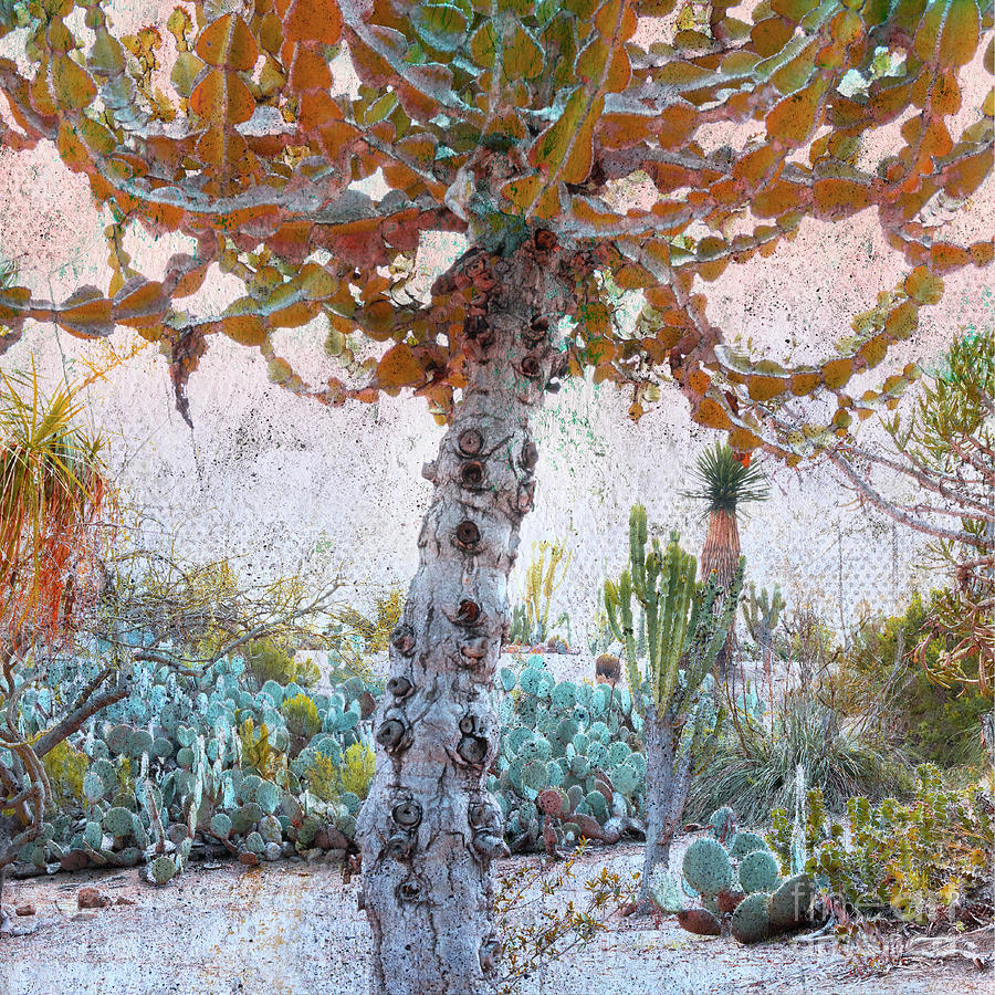 Flourish - Expressive Tree in the Desert Cactus Garden in Balboa Park, San Diego, California Photograph by Denise Strahm