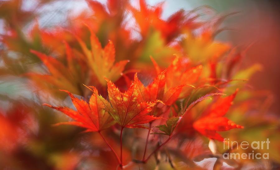 Flourish of Fall Colors Leaves Photograph by Mike Reid