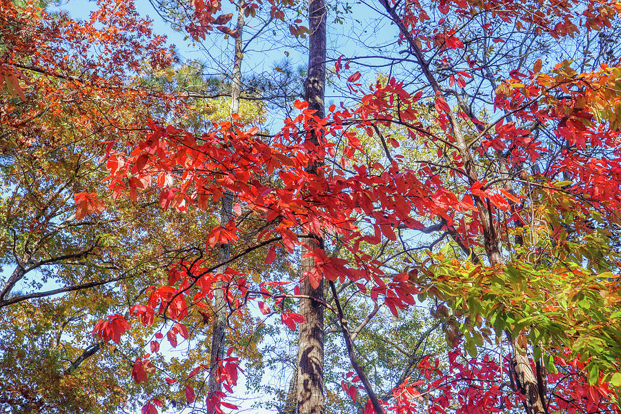 Flovilla Forest Colors Photograph by Ed Williams