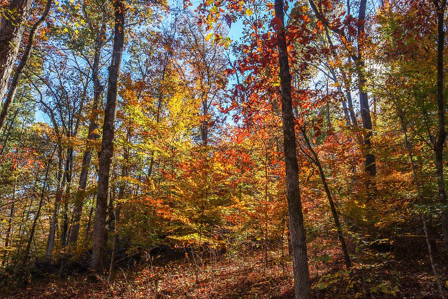 Flovilla Hillside Tree Colorations Photograph