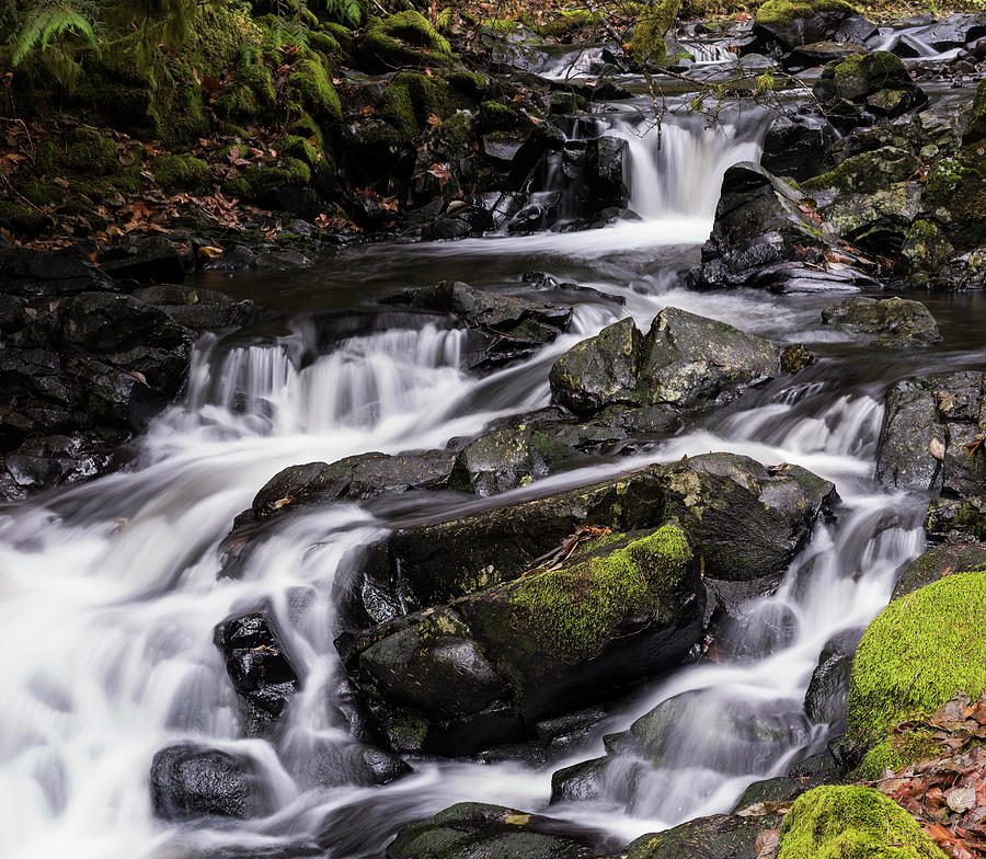 Flow of Fishhawk Creek  Photograph by Robert Potts
