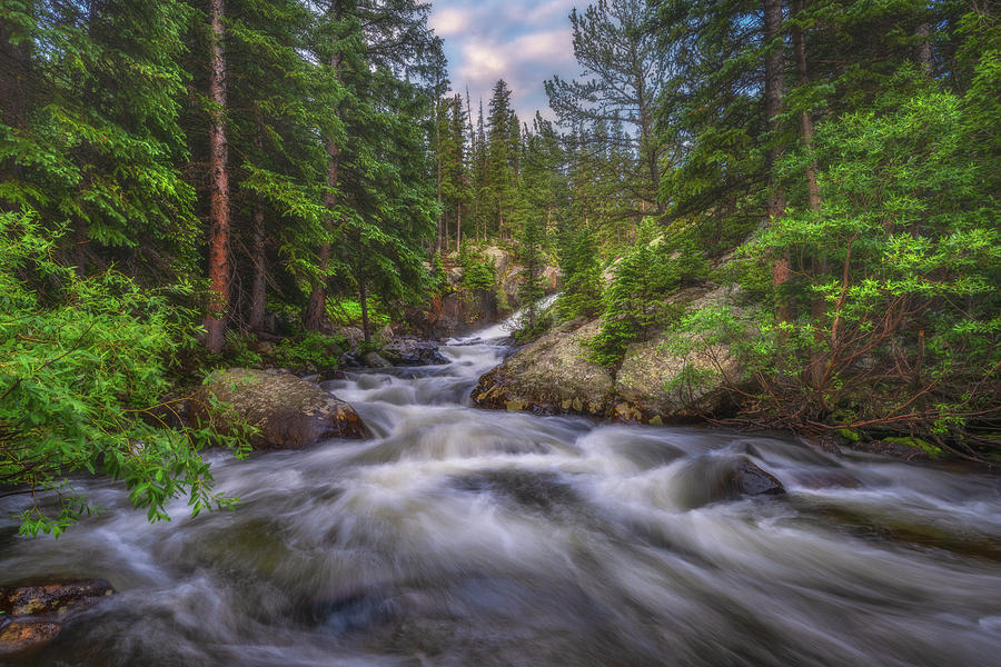 Flow Of The Forest Photograph