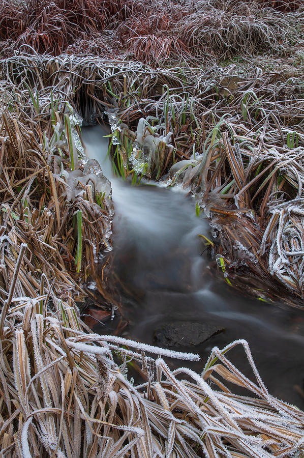 Flow Through the Frosty Grass Photograph by Jenny Rainbow