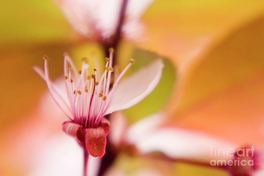 Flower Photograph - Flower-0141DV by Timothy Bischoff