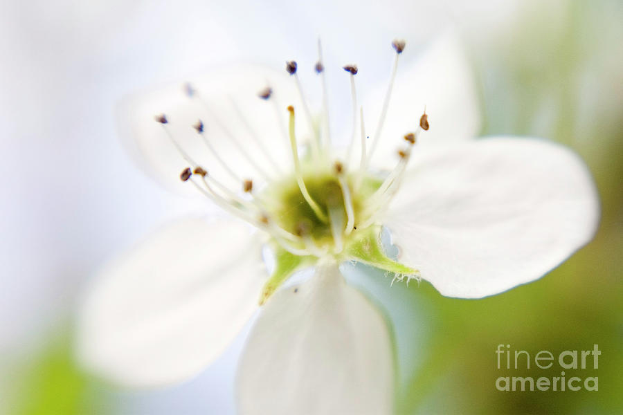 Flower Photograph - Flower-0204DD by Timothy Bischoff