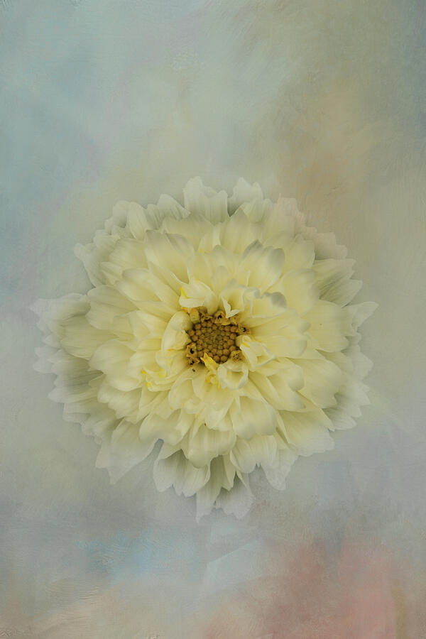 Double Click Snow Puff Cosmos 2 Photograph by Marilyn Wilson