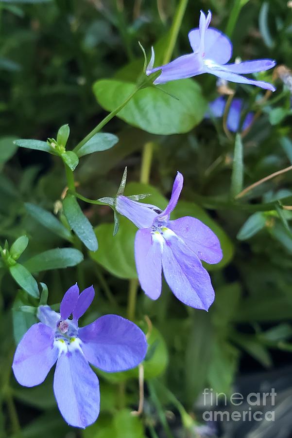 Purple Flower Photograph - Flower-14 by Beverly Livingstone