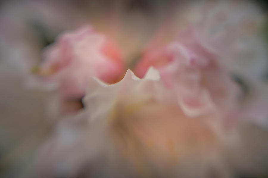 Softly Blushing Photograph by Marilyn Wilson