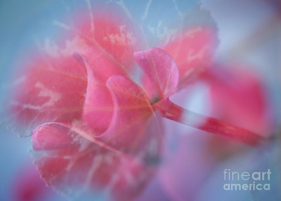Flower Abstract I Photograph by Larry Jones