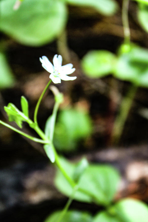 Flower Photograph by Amber Morgan - Fine Art America