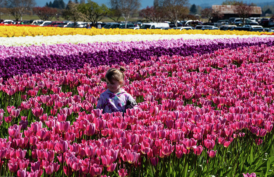 Flower Among the Tulips Photograph by Tom Cochran