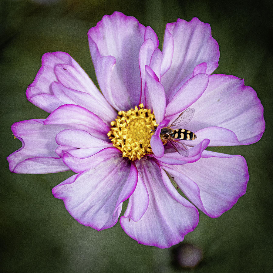 Flower and Bee Photograph by Angela Carrion Photography