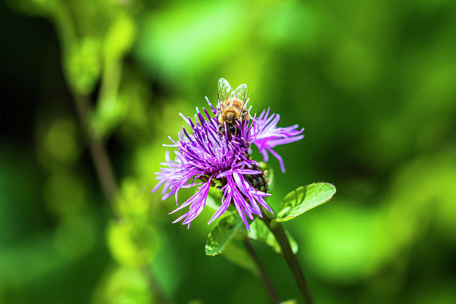 Flower And Bee In The Woods. Photograph