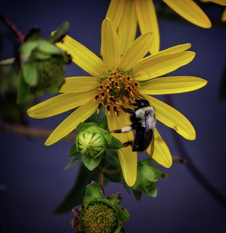 Flower and Bee Photograph by Robert Pilkington