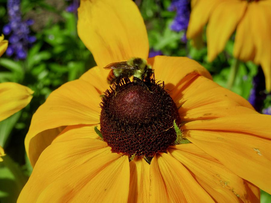Flower and Bee Photograph by Stephanie Moore