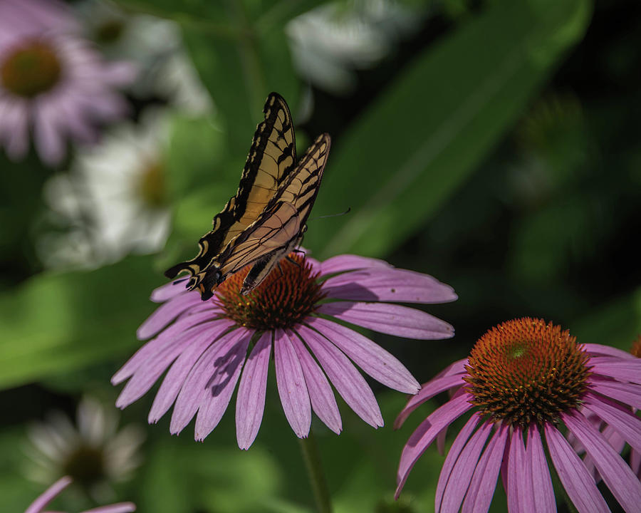Flower and Butterfly Photograph by Alan Goldberg