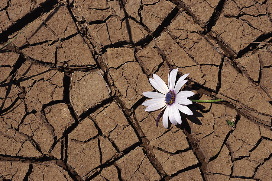 Flower and cracked mud Photograph by Stockbyte