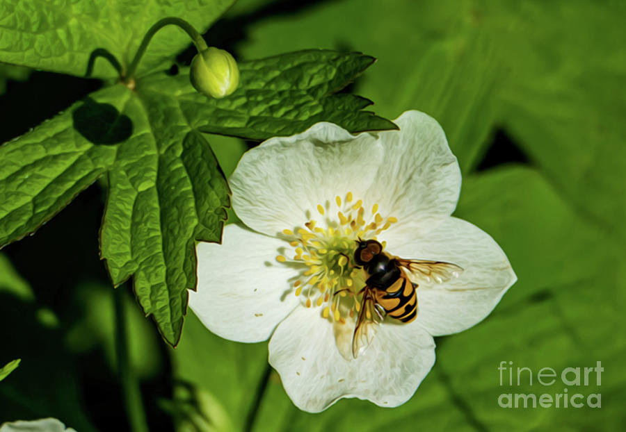 Flower and Insect Digital Oil Paint  Photograph by Sandra Js