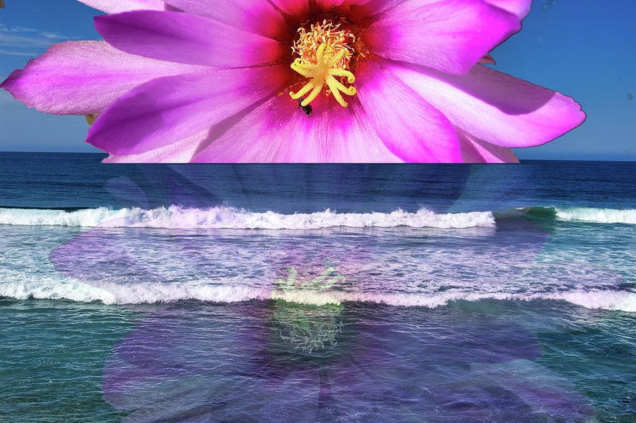 Flower and ocean Photograph by Michel Szulc Krzyzanowski - Fine Art America