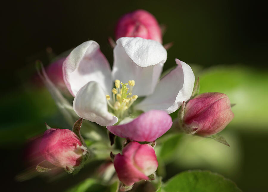 Flower And Spring Vibes  Photograph by Aleksandrs Drozdovs