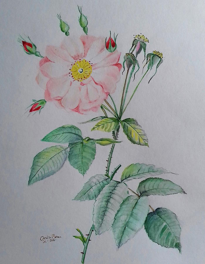 Flower and three buds Drawing by Carolina Prieto Moreno